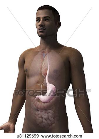 Stock Illustration - Male stomach, illustration. Fotosearch