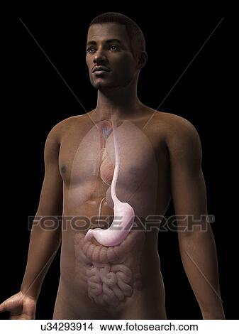 Male stomach, illustration View Large Illustration Stock Illustration - Male stomach, illustration. Fotosearch