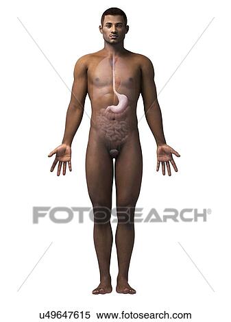 Stock Illustration - Male stomach, illustration. Fotosearch