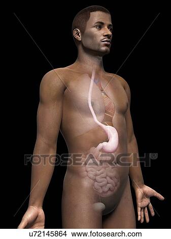 Male stomach, illustration View Large Illustration Stock Illustration - Male stomach, illustration. Fotosearch