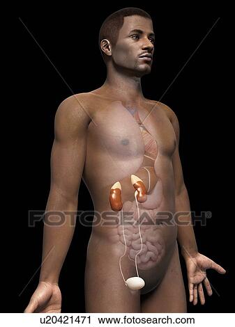 Male urinary system, illustration View Large Illustration Clip Art - Male urinary system, illustration. Fotosearch