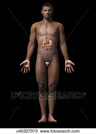 Male urinary system, illustration View Large Illustration Drawing - Male urinary system, illustration. Fotosearch