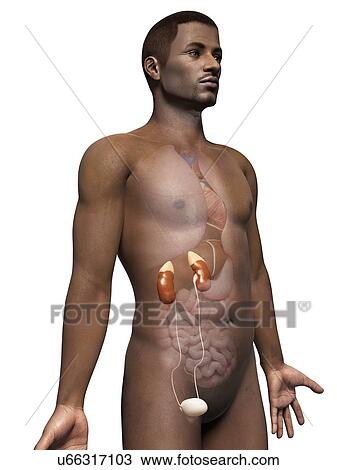 Male urinary system, illustration View Large Illustration Drawing - Male urinary system, illustration. Fotosearch