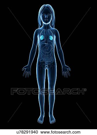 Clipart - Mammary glands of girl, illustration. Fotosearch