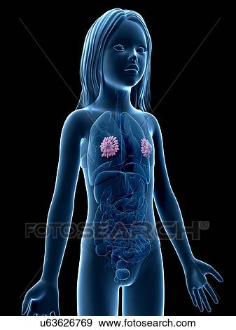 Mammary glands of girl, illustration View Large Illustration Stock Illustration - Mammary glands of girl, illustration. Fotosearch