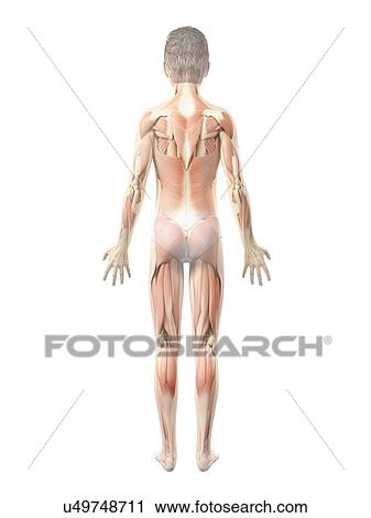 Clip Art - Muscular system of boy, illustration. Fotosearch