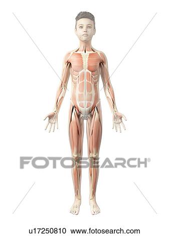 Clipart - Muscular system of boy, illustration. Fotosearch