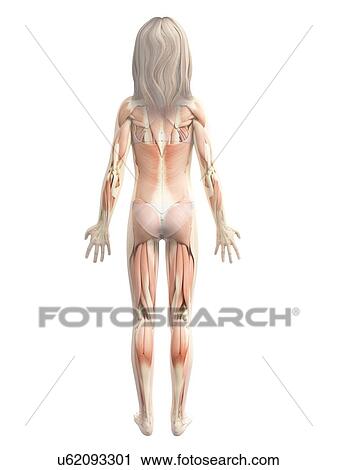 Clip Art - Muscular system of girl, illustration. Fotosearch