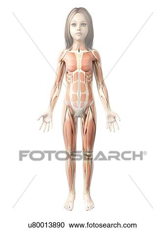 Muscular system of girl, illustration View Large Illustration Clipart - Muscular system of girl, illustration. Fotosearch