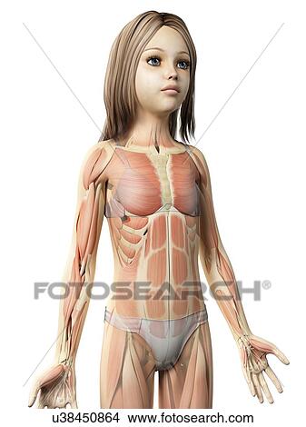 Stock Illustration - Muscular system of girl, illustration. Fotosearch