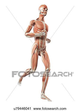 Muscular system of runner, illustration View Large Illustration Clip Art - Muscular system of runner, illustration. Fotosearch
