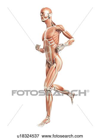 Stock Illustration - Muscular system of runner, illustration. Fotosearch