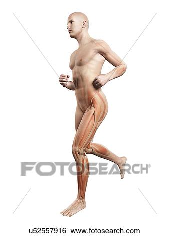 Muscular system of runner, illustration View Large Illustration Stock Illustration - Muscular system of runner, illustration. Fotosearch