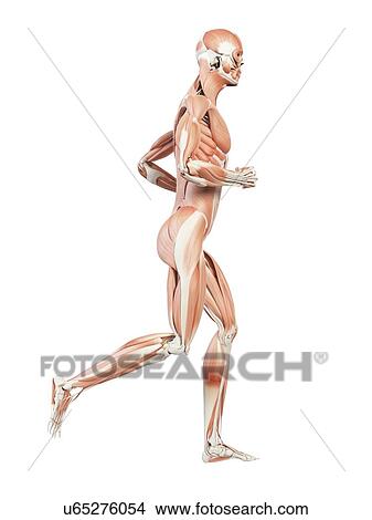 Muscular system of runner, illustration View Large Illustration Stock Illustration - Muscular system of runner, illustration. Fotosearch