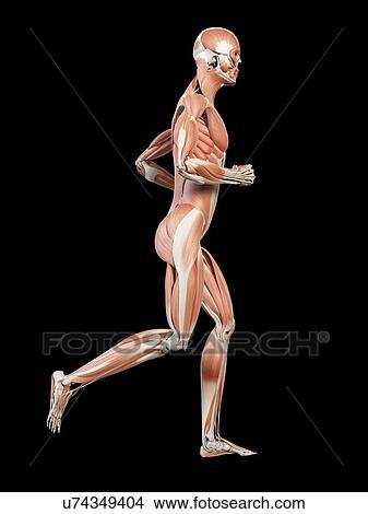 Muscular system of runner, illustration View Large Illustration Stock Illustration - Muscular system of runner, illustration. Fotosearch