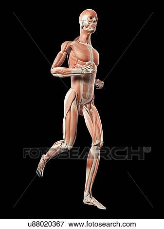 Muscular system of runner, illustration View Large Illustration Stock Illustration - Muscular system of runner, illustration. Fotosearch