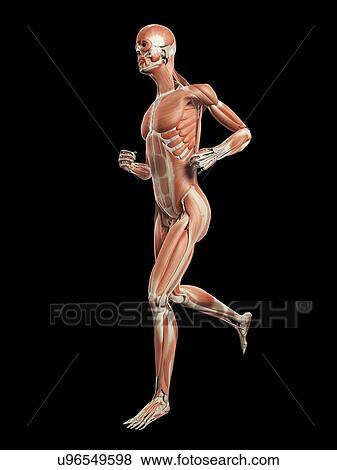 Muscular system of runner, illustration View Large Illustration Stock Illustration - Muscular system of runner, illustration. Fotosearch