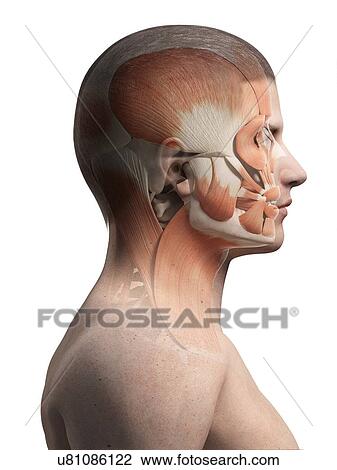 Drawing - Muscular system of the head, illustration. Fotosearch