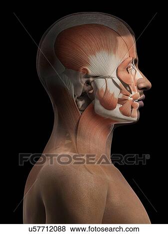 Stock Illustration - Muscular system of the head, illustration. Fotosearch