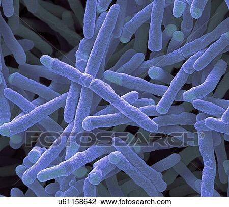 Drawing - Mycobacterium smegmatis bacteria, SEM. Fotosearch