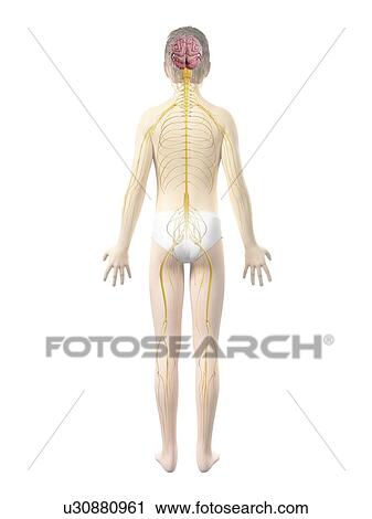 Clip Art - Nervous system of boy, illustration. Fotosearch