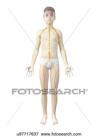 Stock Illustration - Nervous system of boy, illustration. Fotosearch