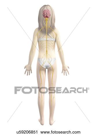 Nervous system of girl, illustration View Large Illustration Clip Art - Nervous system of girl, illustration. Fotosearch