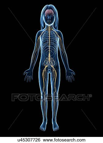 Nervous system of girl, illustration View Large Illustration Stock Illustration - Nervous system of girl, illustration. Fotosearch