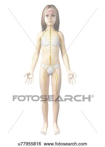Nervous system of girl, illustration View Large Illustration Stock Illustration - Nervous system of girl, illustration. Fotosearch