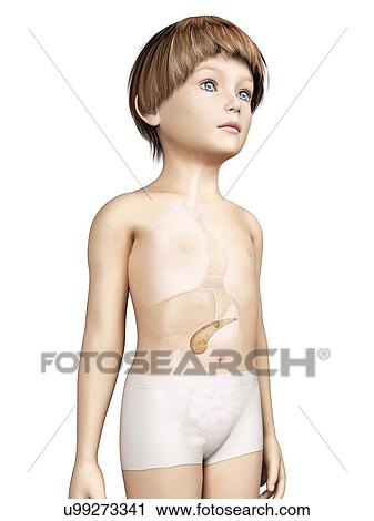 Clip Art - Pancreas of boy, illustration. Fotosearch