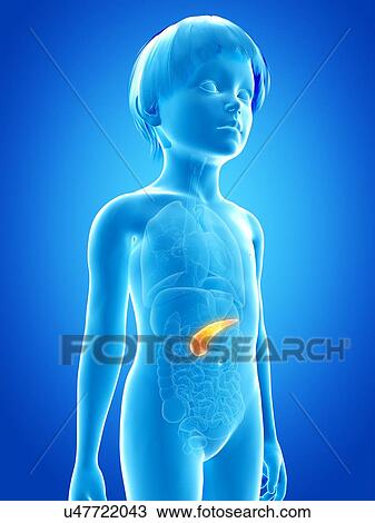 Drawing - Pancreas of boy, illustration. Fotosearch
