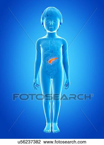 Pancreas of boy, illustration View Large Illustration Drawing - Pancreas of boy, illustration. Fotosearch