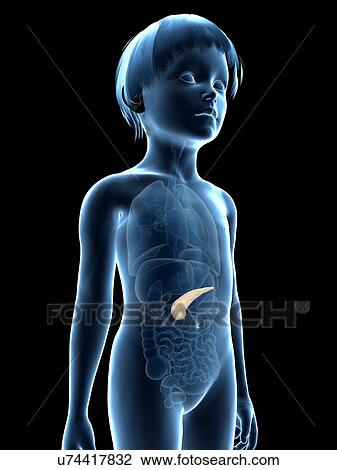 Drawing - Pancreas of boy, illustration. Fotosearch