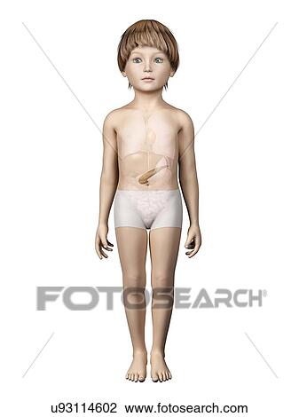 Drawing - Pancreas of boy, illustration. Fotosearch