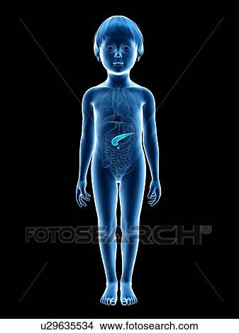 Pancreas of boy, illustration View Large Illustration Stock Illustration - Pancreas of boy, illustration. Fotosearch