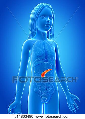 Clipart - Pancreas of girl, illustration. Fotosearch