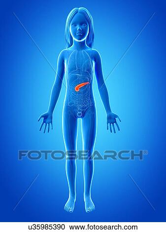 Clipart - Pancreas of girl, illustration. Fotosearch