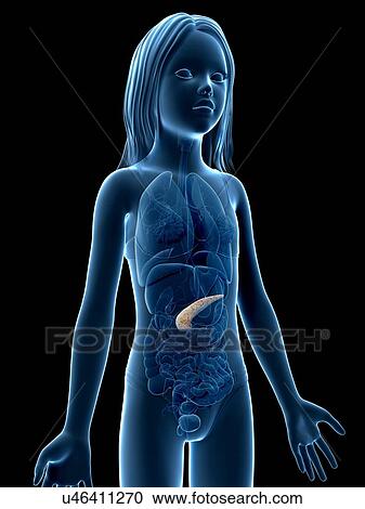 Pancreas of girl, illustration View Large Illustration Clipart - Pancreas of girl, illustration. Fotosearch