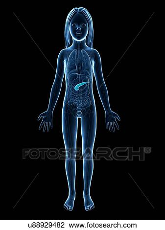 Pancreas of girl, illustration View Large Illustration Drawing - Pancreas of girl, illustration. Fotosearch