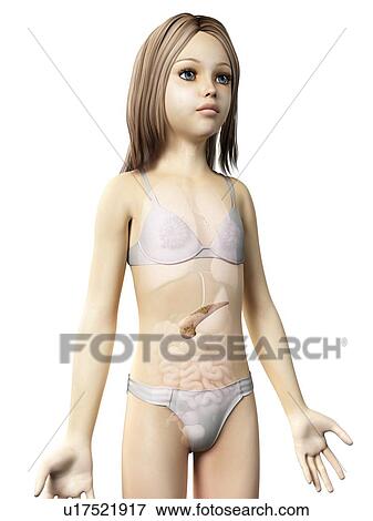 Stock Illustration - Pancreas of girl, illustration. Fotosearch
