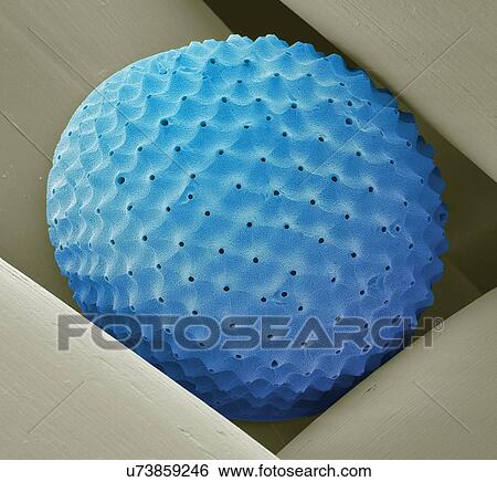 Stock Illustration - Radiolarian, SEM. Fotosearch