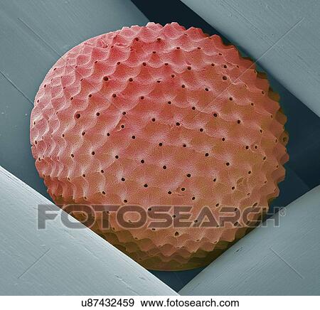 Stock Illustration - Radiolarian, SEM. Fotosearch