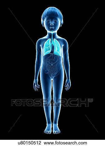 Drawing - Respiratory system of boy, illustration. Fotosearch