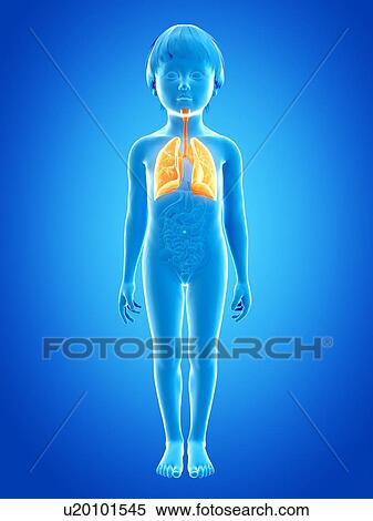Stock Illustration - Respiratory system of boy, illustration. Fotosearch