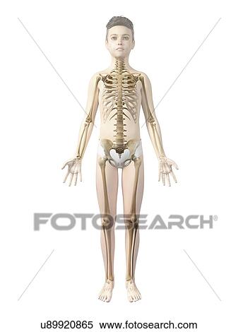 Stock Illustration - Skeletal system of boy, illustration. Fotosearch