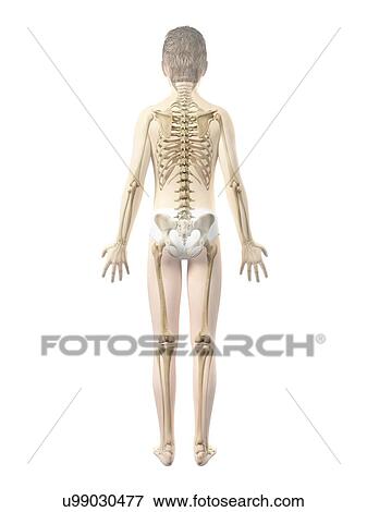 Skeletal system of boy, illustration View Large Illustration Stock Illustration - Skeletal system of boy, illustration. Fotosearch