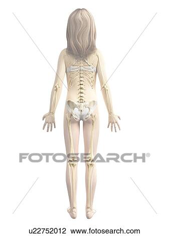 Skeletal system of girl, illustration View Large Illustration Drawing - Skeletal system of girl, illustration. Fotosearch