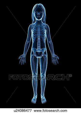 Skeletal system of girl, illustration View Large Illustration Stock Illustration - Skeletal system of girl, illustration. Fotosearch