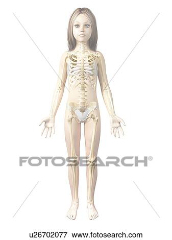 Skeletal system of girl, illustration View Large Illustration Stock Illustration - Skeletal system of girl, illustration. Fotosearch
