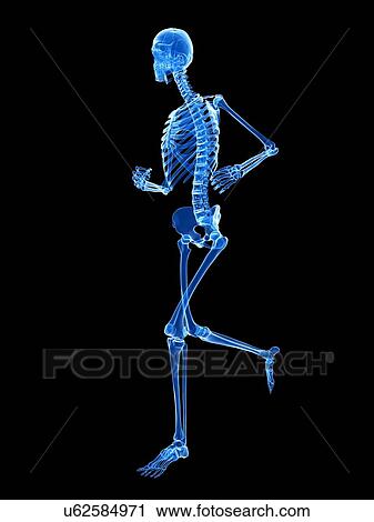 Clip Art - Skeletal system of runner, illustration. Fotosearch